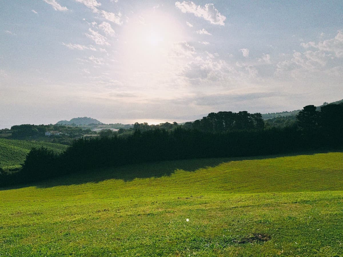 Hazy sun over the meadow, the sea a rumor on the horizon
