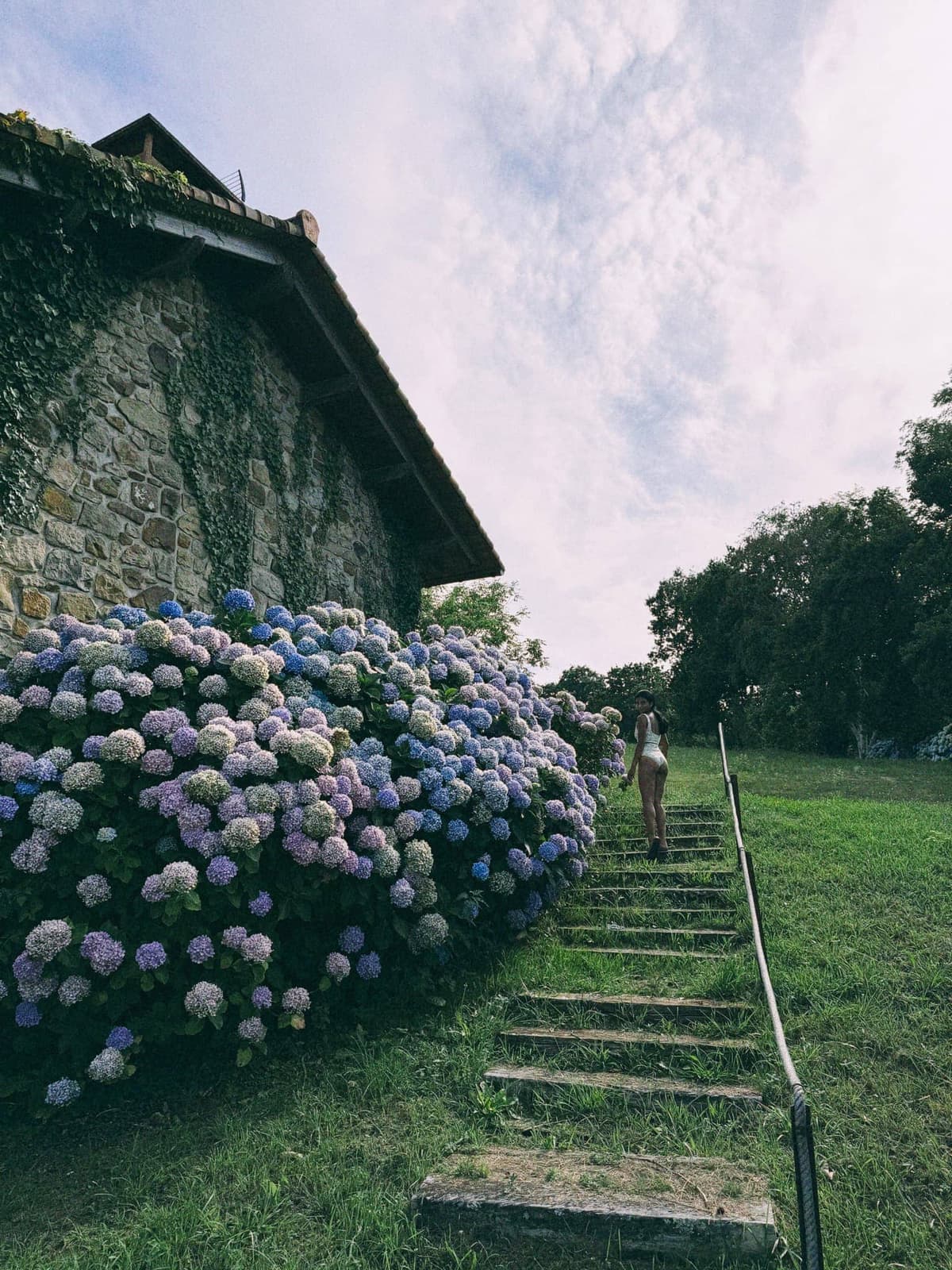 Hydrangeas crowding the farmhouse wall as evening comes down