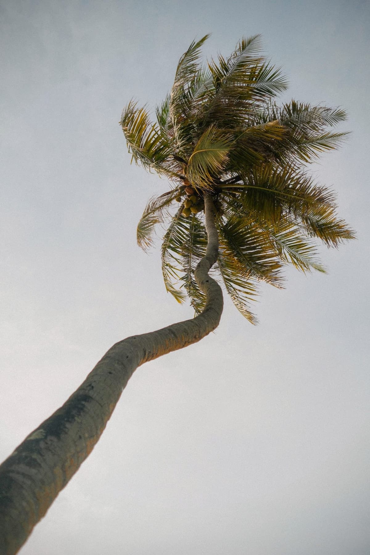 Palm bent hard by wind, holding its own